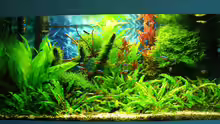 Aquarium Green Forest(aufgelöst)