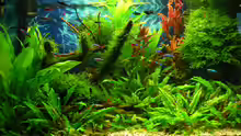 Aquarium Green Forest(aufgelöst)