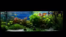 Aquarium green sansibar