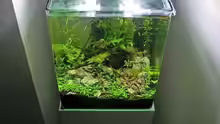 Aquarium GreenWave