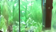 Aquarium GreenWorld