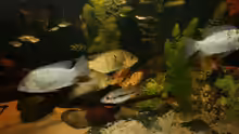 Aquarium Großcichliden Afrikas