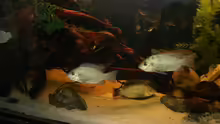 Aquarium Großcichliden Afrikas