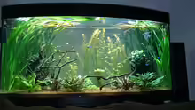 Aquarium Grüne Oase