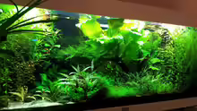 Aquarium Grüner Dschungel