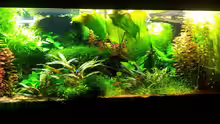 Aquarium Grüner Dschungel