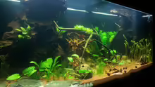Aquarium Grüner Dschungel