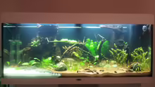 Aquarium Grüner Dschungel