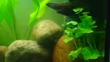 Aquarium Grüner Kontinent