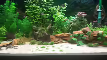 Aquarium GRÜNER VERSUCH