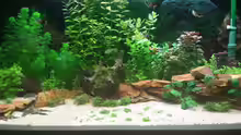 Aquarium GRÜNER VERSUCH