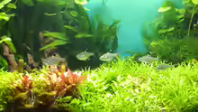 Aquarium Guppytraum (Nur noch als Beispiel)