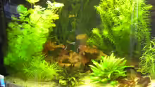 Aquarium Hagisworld