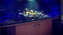 Aquarium Hauptansicht  von Frank
