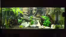 Aquarium Hauptansicht von 160 Liter
