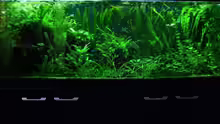 Aquarium Hauptansicht von 160cm
