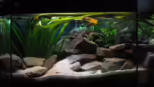 Aquarium Hauptansicht von 160l Tanganjika (Existiert nicht mehr!)