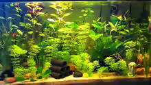 Aquarium Hauptansicht von 2. Becken