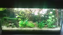 Aquarium Hauptansicht von 200l-Americana