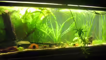 Aquarium Hauptansicht von 250l im Wohnzimmer
