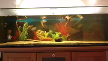 Aquarium Hauptansicht von 375 L