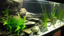Aquarium Hauptansicht von 375l Tanganjika (Existiert nicht mehr!)