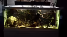 Aquarium Hauptansicht von 450 l Wurzelbiotop