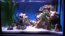 Aquarium Hauptansicht von 480l Malawiaquarium