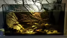 Aquarium Hauptansicht von 54 l Wurzelbiotop