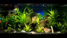 Aquarium Hauptansicht von 54 Liter