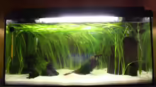 Aquarium Hauptansicht von 54l Aquarium