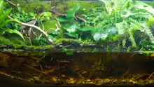Aquarium Hauptansicht von African Stream