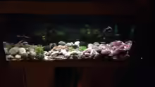 Aquarium Hauptansicht von Alabama cold river (Nur noch Beispiel)