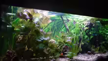 Aquarium Hauptansicht von Amazonas - Zwergbuntbarsche & Co (Aufgelöst)