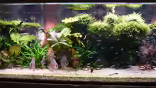 Aquarium Hauptansicht von Amazonas