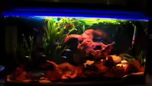 Aquarium Hauptansicht von Apistogramma borelli