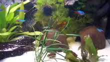 Aquarium Hauptansicht von Apistogramma Cacatuoides Zuchtbecken