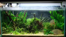 Aquarium Hauptansicht von Artenbecken Corydoras aeneus