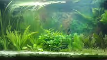 Aquarium Hauptansicht von Asien