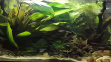 Aquarium Hauptansicht von Asienbecken (Existiert nicht mehr)
