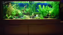 Aquarium Hauptansicht von Aufgelöst