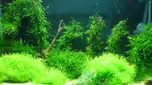 Aquarium Hauptansicht von Becken 10012