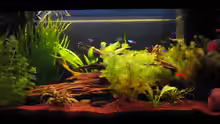 Aquarium Hauptansicht von Becken 10133