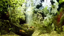 Aquarium Hauptansicht von Becken 10168