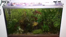 Aquarium Hauptansicht von Becken 10169