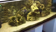 Aquarium Hauptansicht von Becken 10655