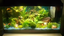 Aquarium Hauptansicht von Becken 10661
