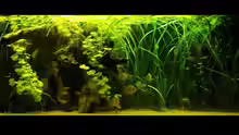 Aquarium Hauptansicht von Becken 10754