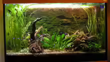 Aquarium Hauptansicht von Becken 10775