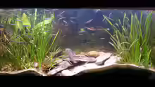 Aquarium Hauptansicht von Becken 10932